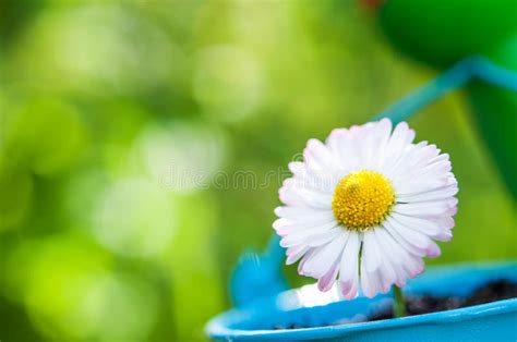Beautiful Daisy Flower Stock Image Image Of Flora Grass 36783779