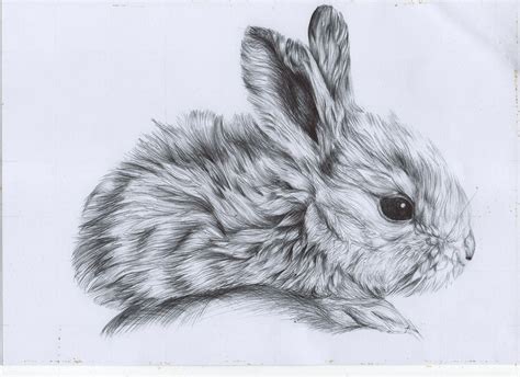 We have the paws of dogs, cats, tigers, etc. Bunny Rabbits Drawing at GetDrawings | Free download