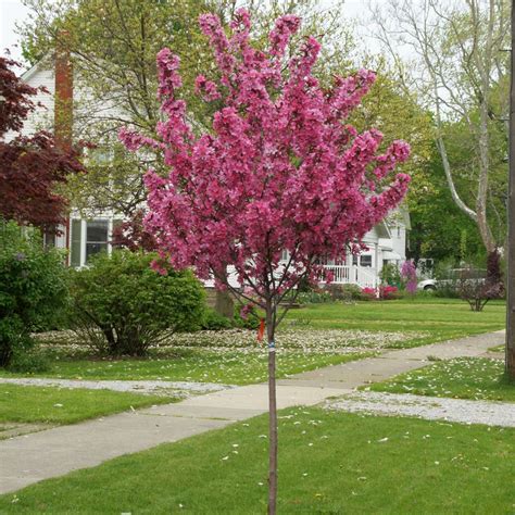 Show Time Flowering Crabapple Proven Winners Colorchoice Flowering