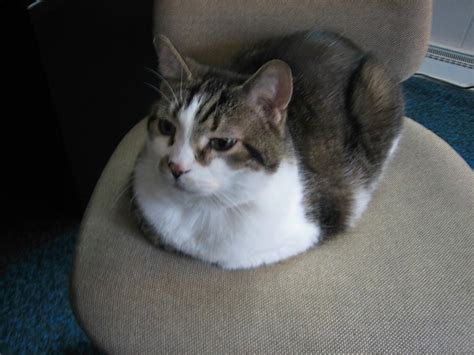 Its All About The Cats Loaf Of Tucker Bread Anyone