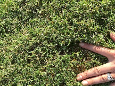Bermuda Grass Seed Hulled And Coated 5 Lb Pack Drought Tolerant