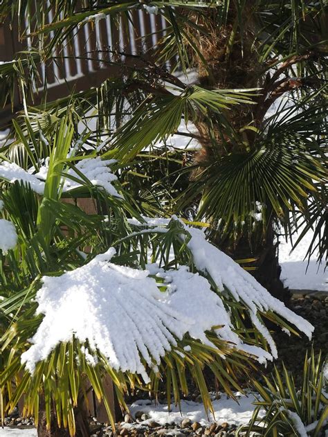 Palm Tree In Lancashire Covered In Snow Stock Photo Image Of Looks