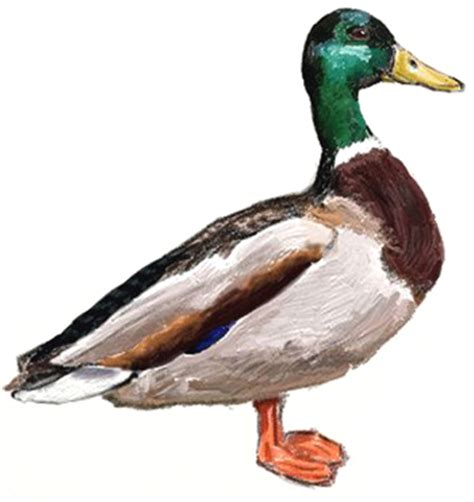 Kids want to learn drawings but they. How to Draw a Duck - Draw Step by Step