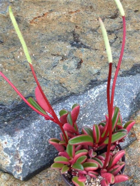 Peperomia ruby cascade plant is a dark leaf seedling and member of the peperomia herb family. Peperomia graveolens - Ruby Glow Peperomia - See more at ...