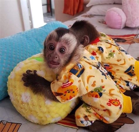 Adorable Capuchin Monkeys For Sale Adoption From Lullington Scotland