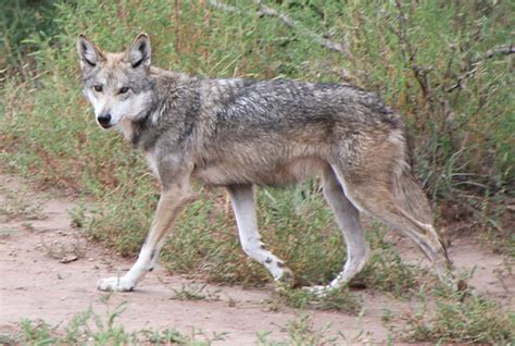 Mexican Gray Wolf 1 Tony Hisgett Flickr