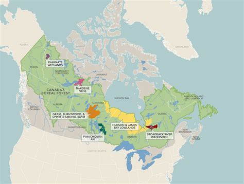 Canadas Boreal Wetlands Are Key To Fighting Climate Change Report