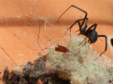 Theridiidaelatrodectus Geometricus Female Brown Widow Spi Flickr