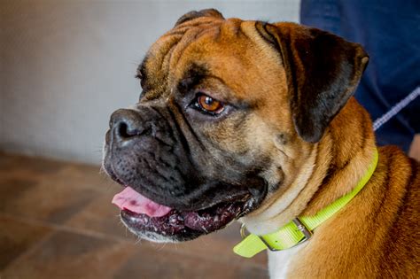 You are giving a rescued bulldog a second chance. A Day in the Life: New Orleans Bulldog Rescue - Dogslobber