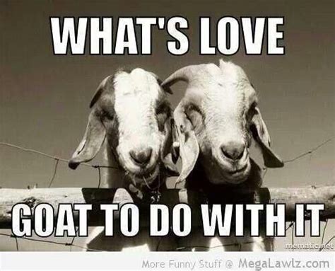 Goat Love Goat Quote Goats Funny Goats