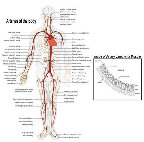 Arteries And Veins Structure Anatomy
