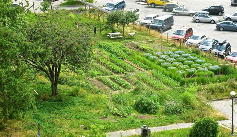 Learn about orchard layouts, orchard spacing, orchard signs, custom designs, & more! Orchard Garden Design