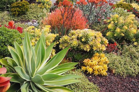 It's about twice as tall as a person. Succulents, Succulent Garden Design, Expert Succulent ...