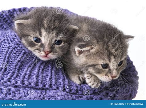 Cute Newborn Kittens Stock Photo Image Of Domestic Mammal 40251526