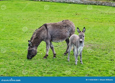 Donkey And Her Baby Foal Stock Photo Image Of Donkey 116561830