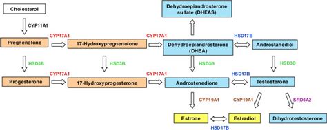 Major Pathways In Sex Steroid Biosynthesis Progestogens In Orange