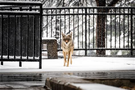 Coyotes In New York City Do Not Need To Rely On Human Food