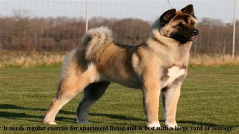 Akita Dog Is A Big Powerful Dog Akita Puppies Is Very Large And