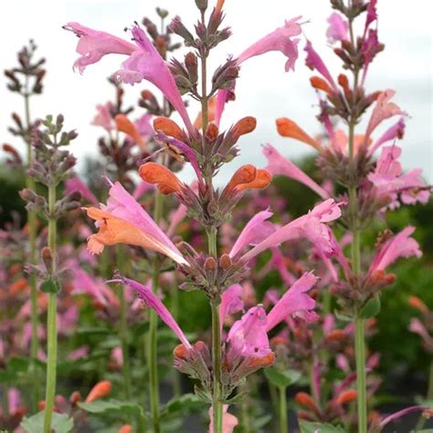 The scrap offers local compost all year long. Kudos™ Ambrosia Agastache in 2020 | Plants, Perennial ...
