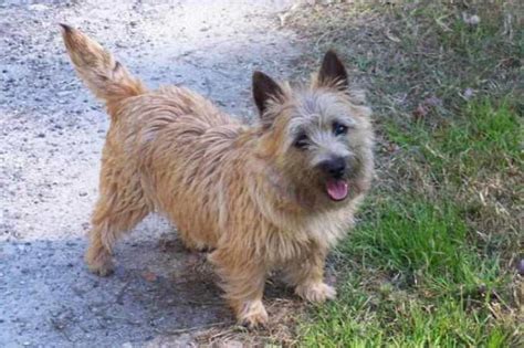 Cairn Terrier Rescue In Texas Petsidi