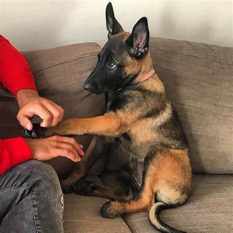 15 Pictures Only Belgian Malinois Owners Will Think Are Funny The