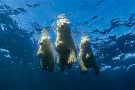 Images Of Polar Bears Swimming