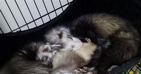 Three Hammocks And They Decide To Sleep In The Smallest One All Together Meet Scruffy Nippy