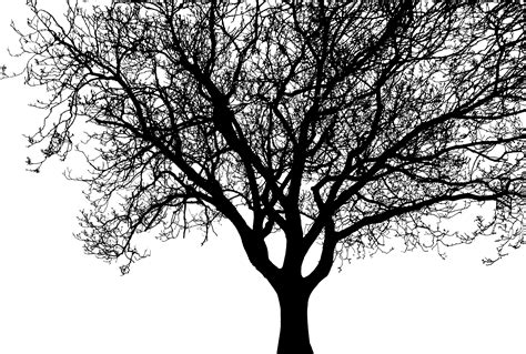 Clipart Detailed Tree Silhouette