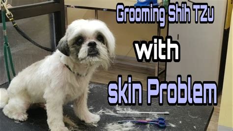 Grooming Shih Tzu With Skin Problem Bad Condition Pet Shop Yuki