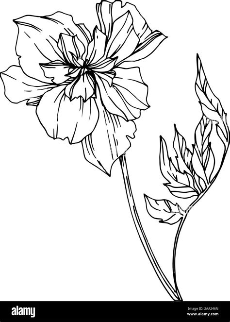 Vector Marigold Floral Botanical Flowers Black And White Engraved Ink