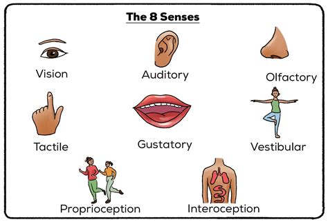 Sensory Memory Definition Examples Practical Psychology