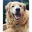 Will The Golden Pyrenees Dog Melt Your Heart  K9 Web