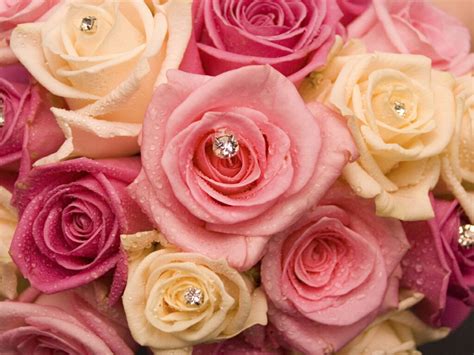 Download Flowers For Flower Lovers Wallpaper Beautiful Roses By