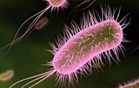 Los Microorganismos Como Fuentes De Una Sabiduría Biológica
