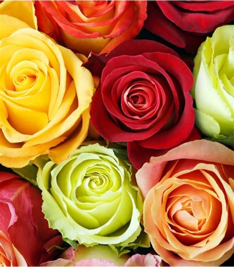 Colorful Roses And Bouquet Of 12 Colorful Roses All Occasions
