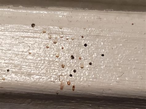 Is This Bed Bug Feces Its On A Baseboard The Dots Are Really Tiny