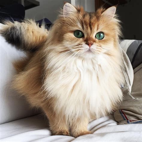 This Magnificently Fluffy Cat Looks Part Fox Love Meow