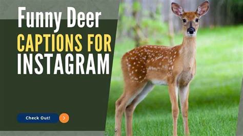 52 Funny Deer Captions For Instagram Netoffer