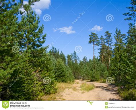 Sandy Road In Pine Tree Forest Stock Image Image Of Forest Autumn