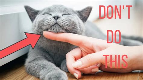 14 Weird Cat Behaviors Explained Youtube