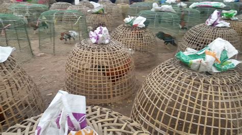 It's common to see two roosters fighting each other. Fighting roosters (cocks) Market in Thailand.#7 - YouTube