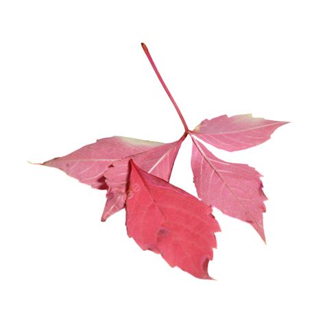 Autumn Red Leaves Leaves Fallen Leaves Red Png Transparent Image And