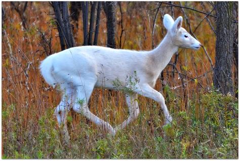 Lovable Images Deer Images Free Download Loveable Wild Deer