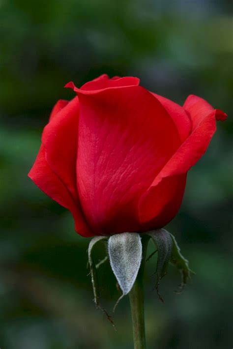 The Red Rosebud With Images Rose Buds Rose Flower Pictures Rose