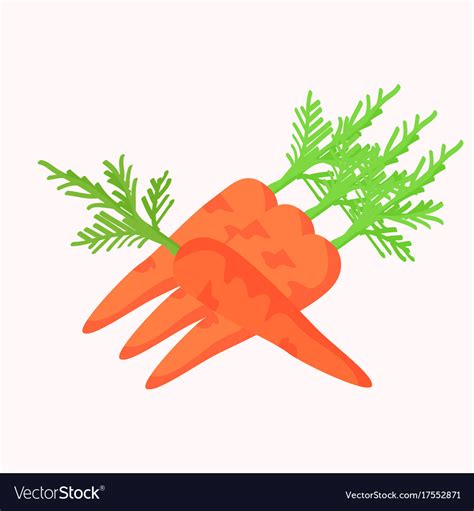 Carrots With Green Leaves Isolated On White Vector Image