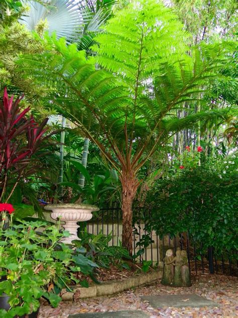 Cyathea Cooperi Tropical Gardens Ferns Garden Tropical Garden