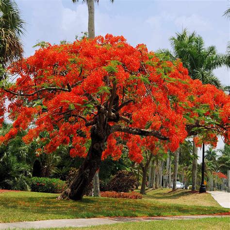 Royal Poinciana Tree Delonix Regia Packet Of Seeds Palm Ph