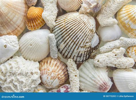 Light Background Of Sea Shells And Coral Stock Photo Image 50775202
