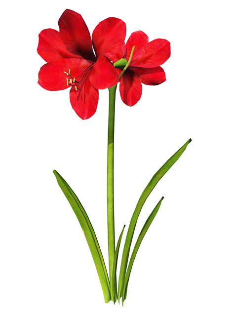 Amaryllis clipart 20 free Cliparts | Download images on Clipground 2019