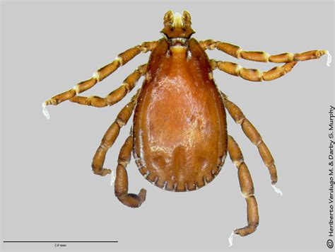 American dog ticks are larger than blacklegged and lone star ticks. Rhipicephalus sanguineus (Brown dog tick) - Wisconsin Ticks and Tick-borne Diseases - UW-Madison